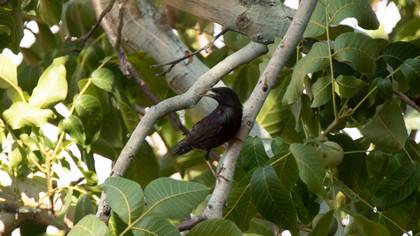 Common Starling