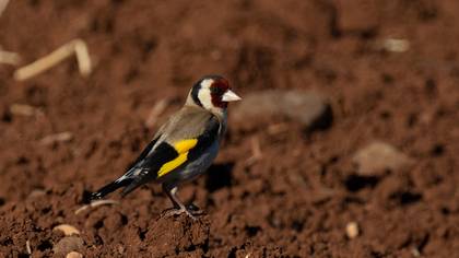 European Goldfinch