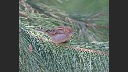 House Sparrow