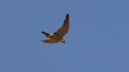 Peregrine Falcon