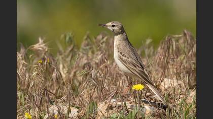 Tawny Pipit