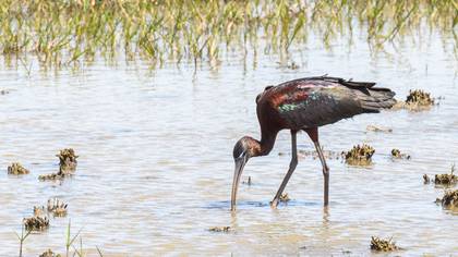 Glossy Ibis