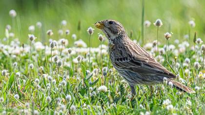 Corn Bunting