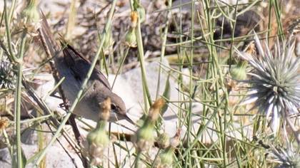 Eastern Olivaceous Warbler