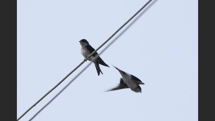 Western House Martin