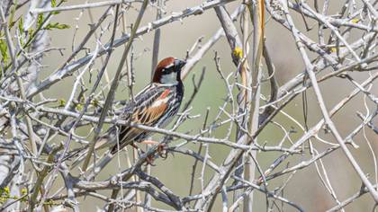 Spanish Sparrow