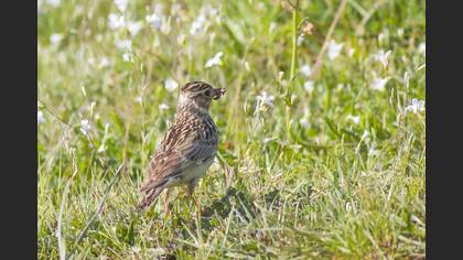 Woodlark
