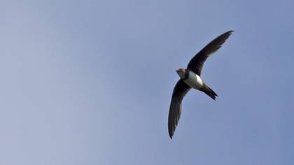 Alpine Swift