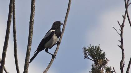 Eurasian Magpie