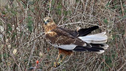 Western Marsh Harrier