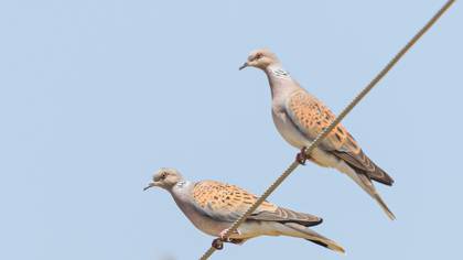 European Turtle Dove