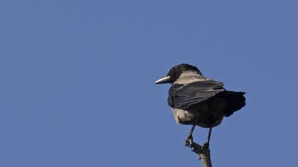Hooded Crow