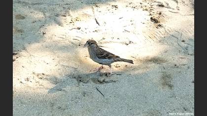 Spanish Sparrow