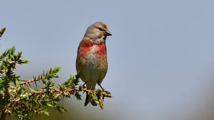 Common Linnet
