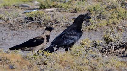 Northern Raven