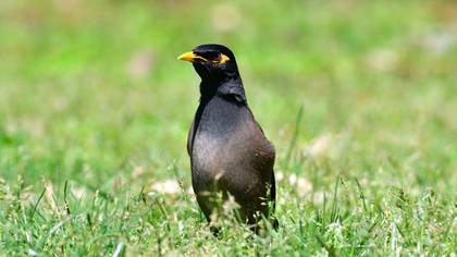 Common Myna