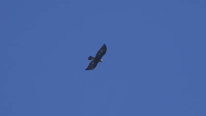 Golden Eagle