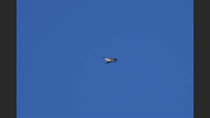 Griffon Vulture