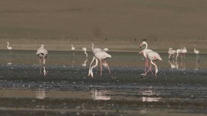Greater Flamingo
