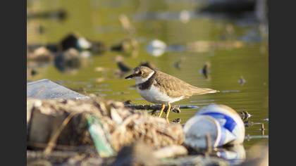 Little Ringed Plover