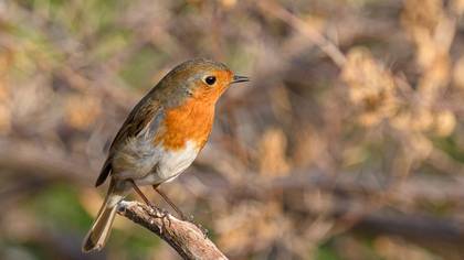 European Robin