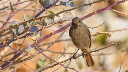 Black Redstart