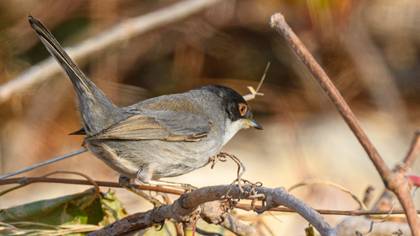 Sardinian Warbler