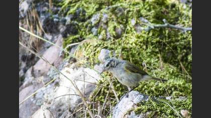 Eastern Bonelli`s Warbler