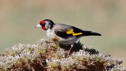 European Goldfinch