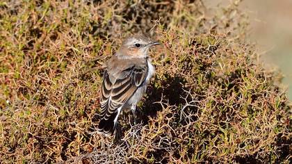Northern Wheatear