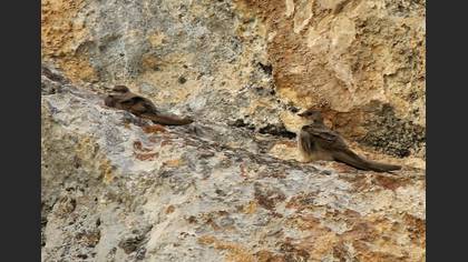 Eurasian Crag Martin