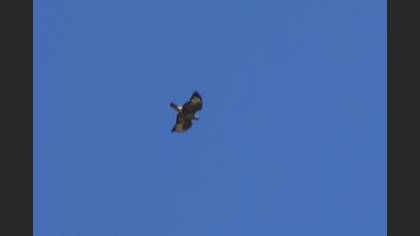 Long-legged Buzzard