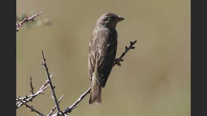 Common Rosefinch