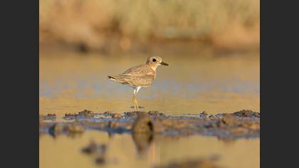 Greater Sand Plover