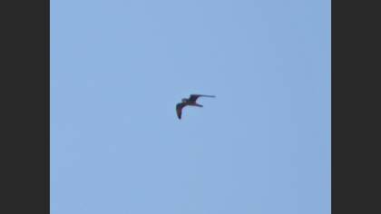 Eleonora`s Falcon