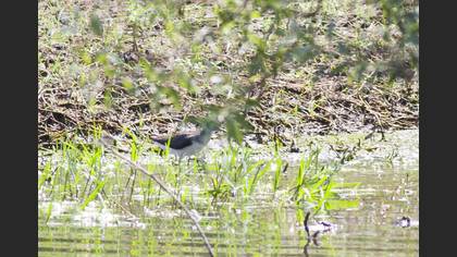 Green Sandpiper