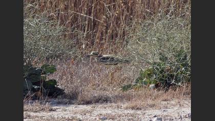 Eurasian Stone-curlew