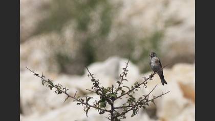 European Goldfinch