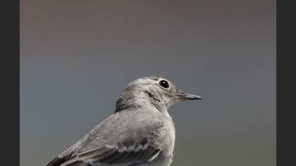White Wagtail