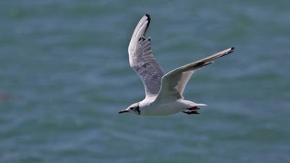 Black-headed Gull
