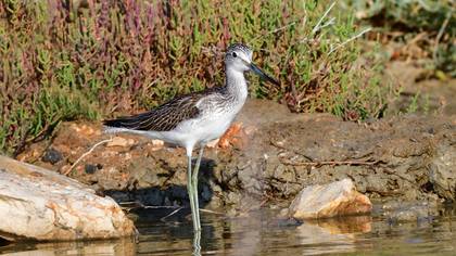 Common Greenshank