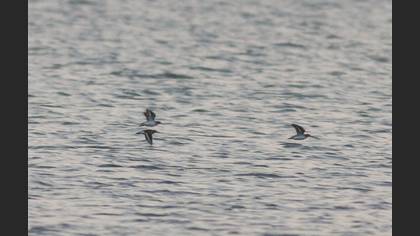 Common Sandpiper
