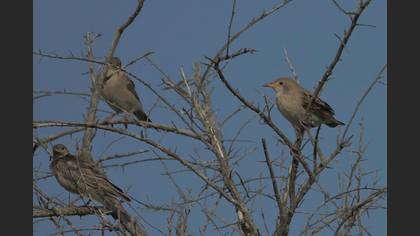 Rosy Starling