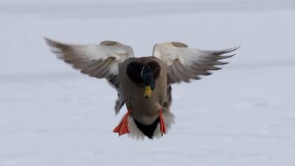 Mallard