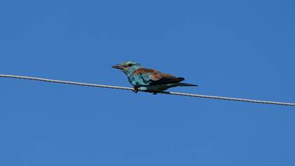 European Roller
