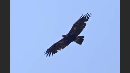 Eastern Imperial Eagle