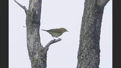 Willow Warbler