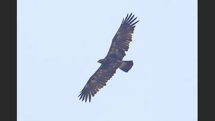 Eastern Imperial Eagle