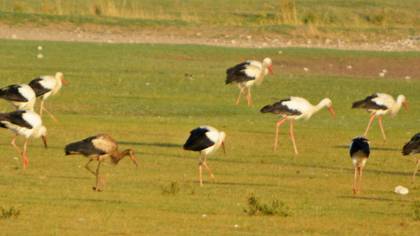 White Stork