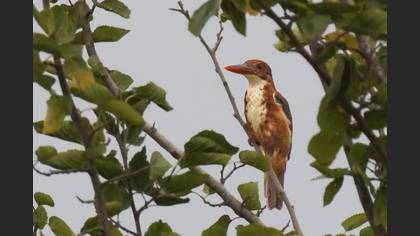 White-throated Kingfisher